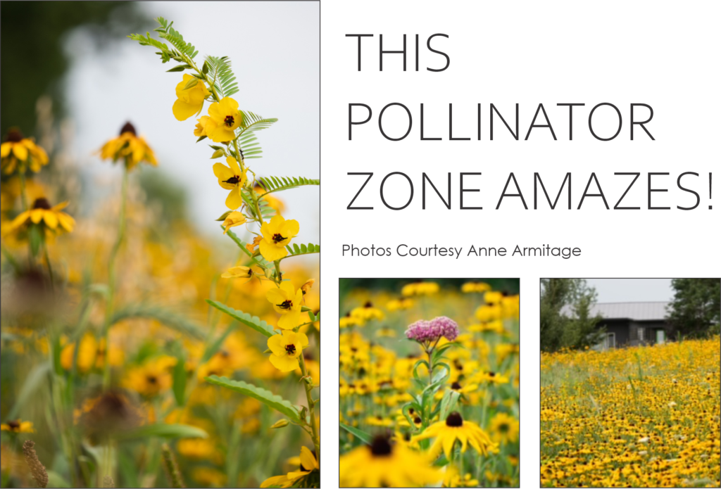 pollinator zone